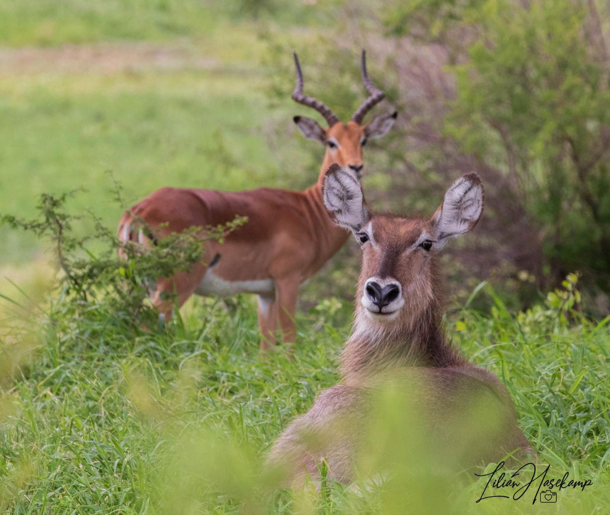 Hasekamp Family Bush Lodge Hoedspruit Zewnętrze zdjęcie