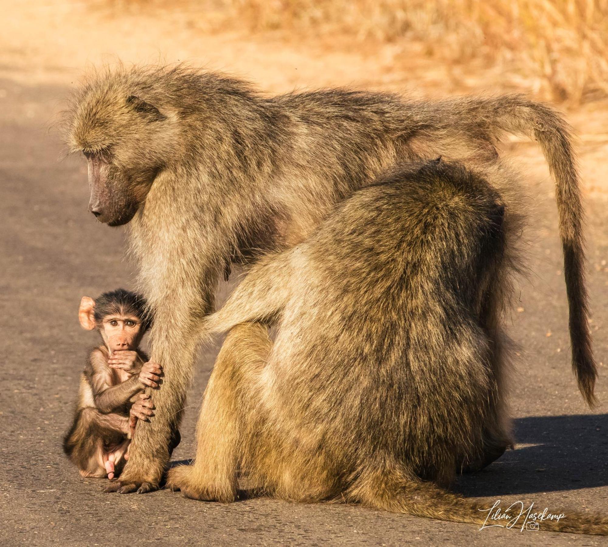 Hasekamp Family Bush Lodge Hoedspruit Zewnętrze zdjęcie